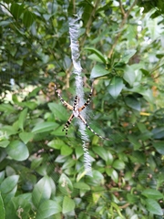 Argiope aurantia image