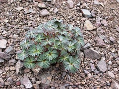 Delphinium glareosum