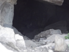 Panthera pardus pardus