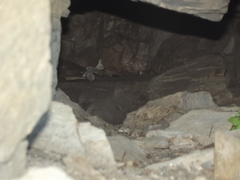 Panthera pardus pardus