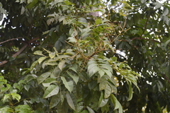 Andira inermis