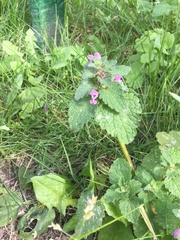 Lamium purpureum