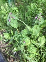 Lamium purpureum