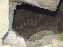 Panthera pardus pardus