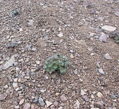 Delphinium glareosum