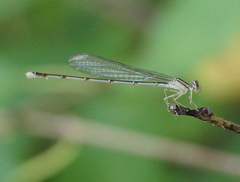 Enallagma vesperum