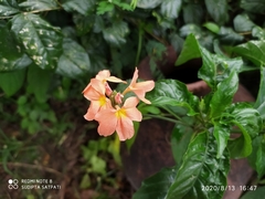 Crossandra