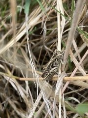 Chorthippus brunneus