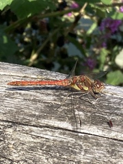 Sympetrum striolatum