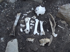 Panthera pardus pardus