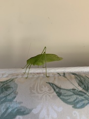 Amblycorypha oblongifolia