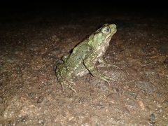 Incilius coniferus