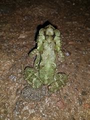 Incilius coniferus