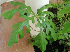 Anthurium clavigerum