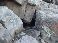 Panthera pardus pardus