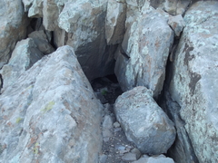 Panthera pardus pardus