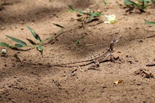 Devaka’s Fan-throated Lizard