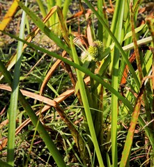 Sparganium glomeratum