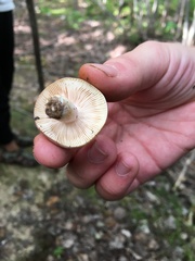 Russula cyanoxantha image