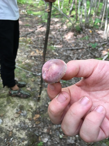 Russula cyanoxantha image