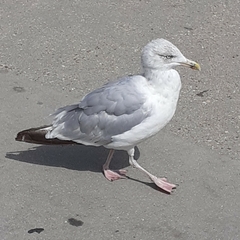 Larus argentatus