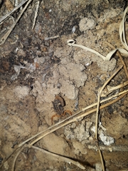 Uroplectes