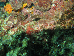 Tubastraea