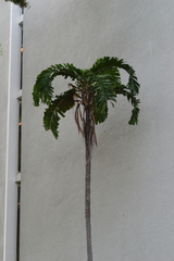 Aiphanes acanthophylla