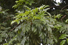 Andira inermis