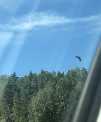 Haliaeetus albicilla