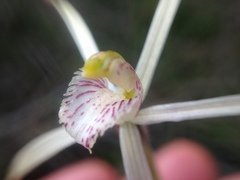 Caladenia hiemalis