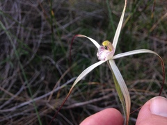 Caladenia hiemalis