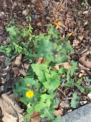 Sonchus oleraceus