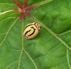 Anegleis cardoni