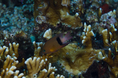 Plectroglyphidodon dickii