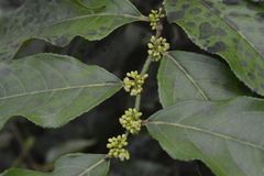 Casearia sylvestris