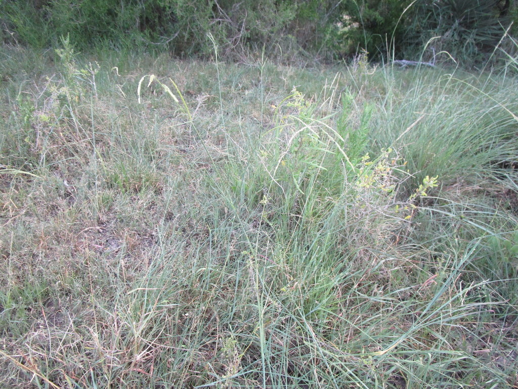 Urochloa polystachya (Urochloa polystachya)
