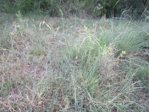 Caribgrass (Eriochloa polystachya)