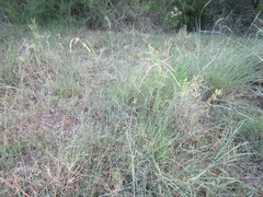Urochloa polystachya