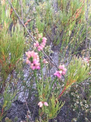 Erica rhopalantha