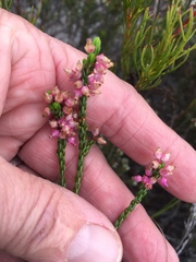 Erica rhopalantha