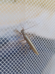 Perlamantis alliberti