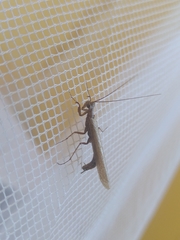 Perlamantis alliberti