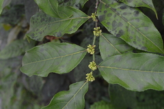 Casearia sylvestris