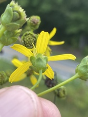 Silphium compositum compositum