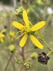 Silphium compositum compositum
