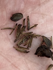 Silphium compositum compositum