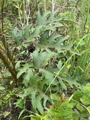 Silphium compositum compositum