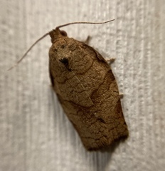Choristoneura