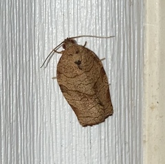 Choristoneura